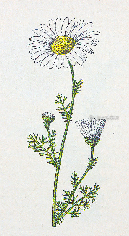 古董植物学插图:无气味的Mayweed, maricaria inodora